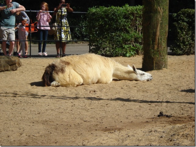 London Zoo 018